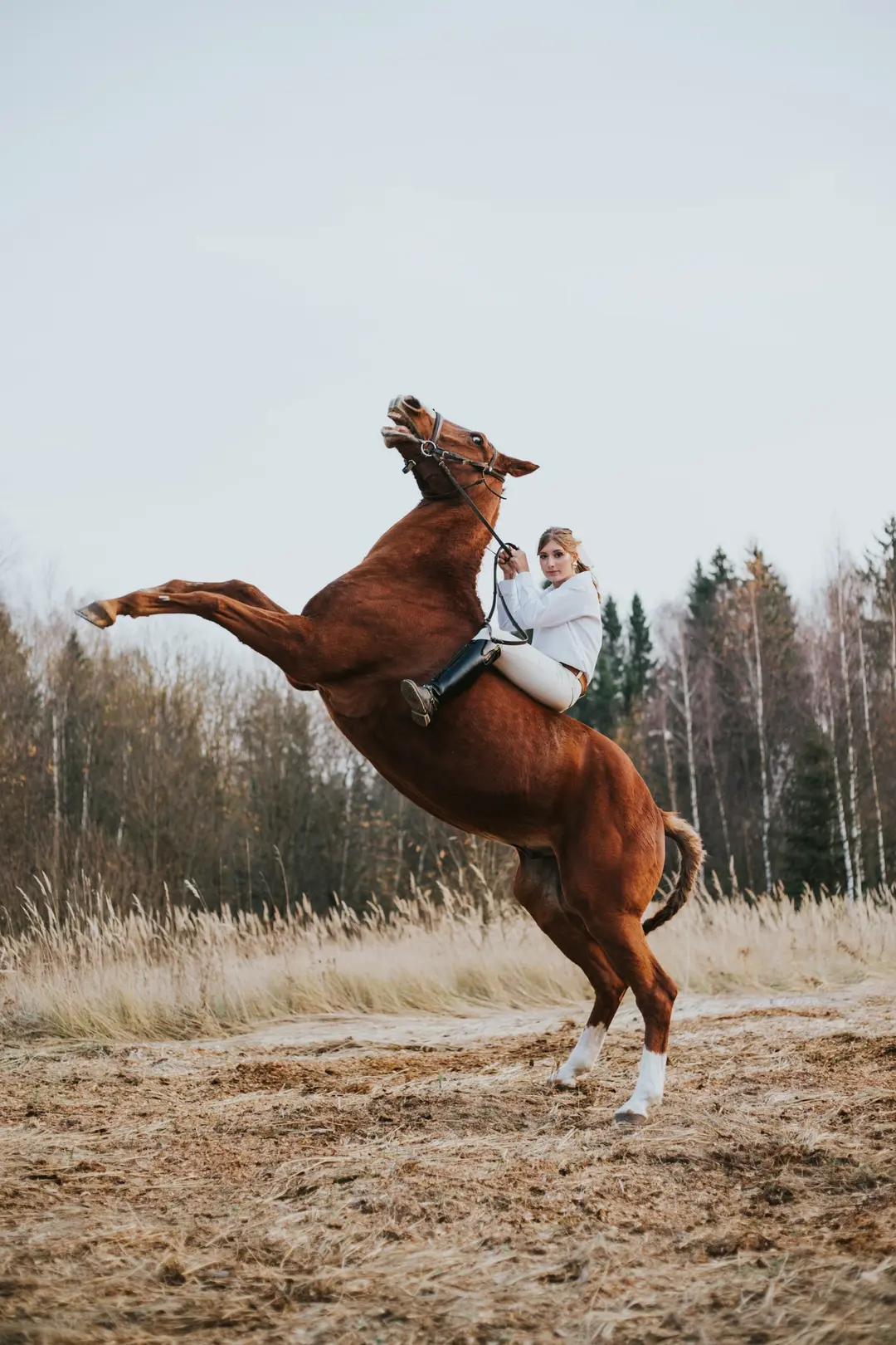 Rider in white on a rearing chestnut horse in an autumn field at the forest edge